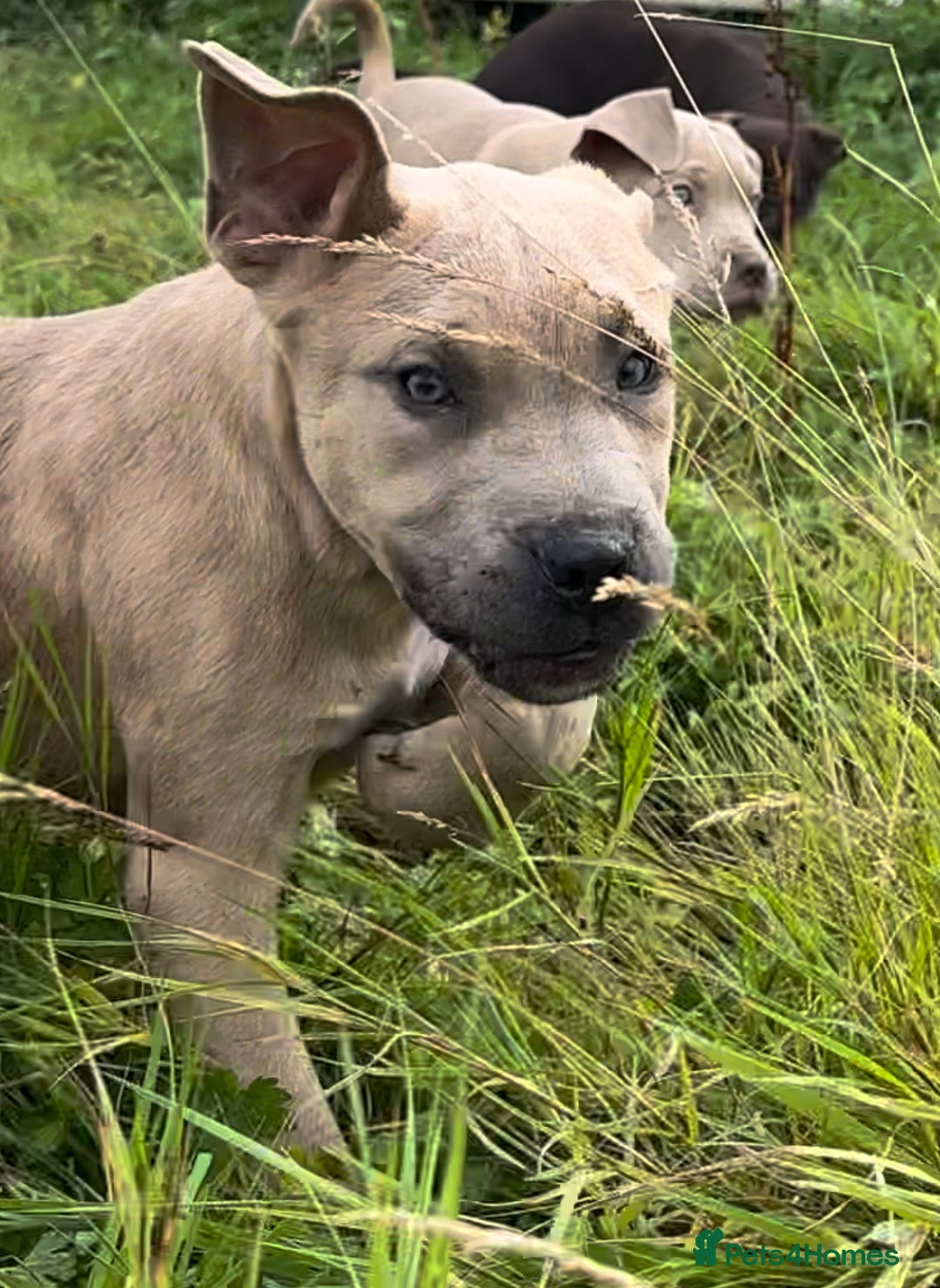 Mixed Breed dogs for sale: Cane Corso/Presa Canario Molloser dogs  - Image 10