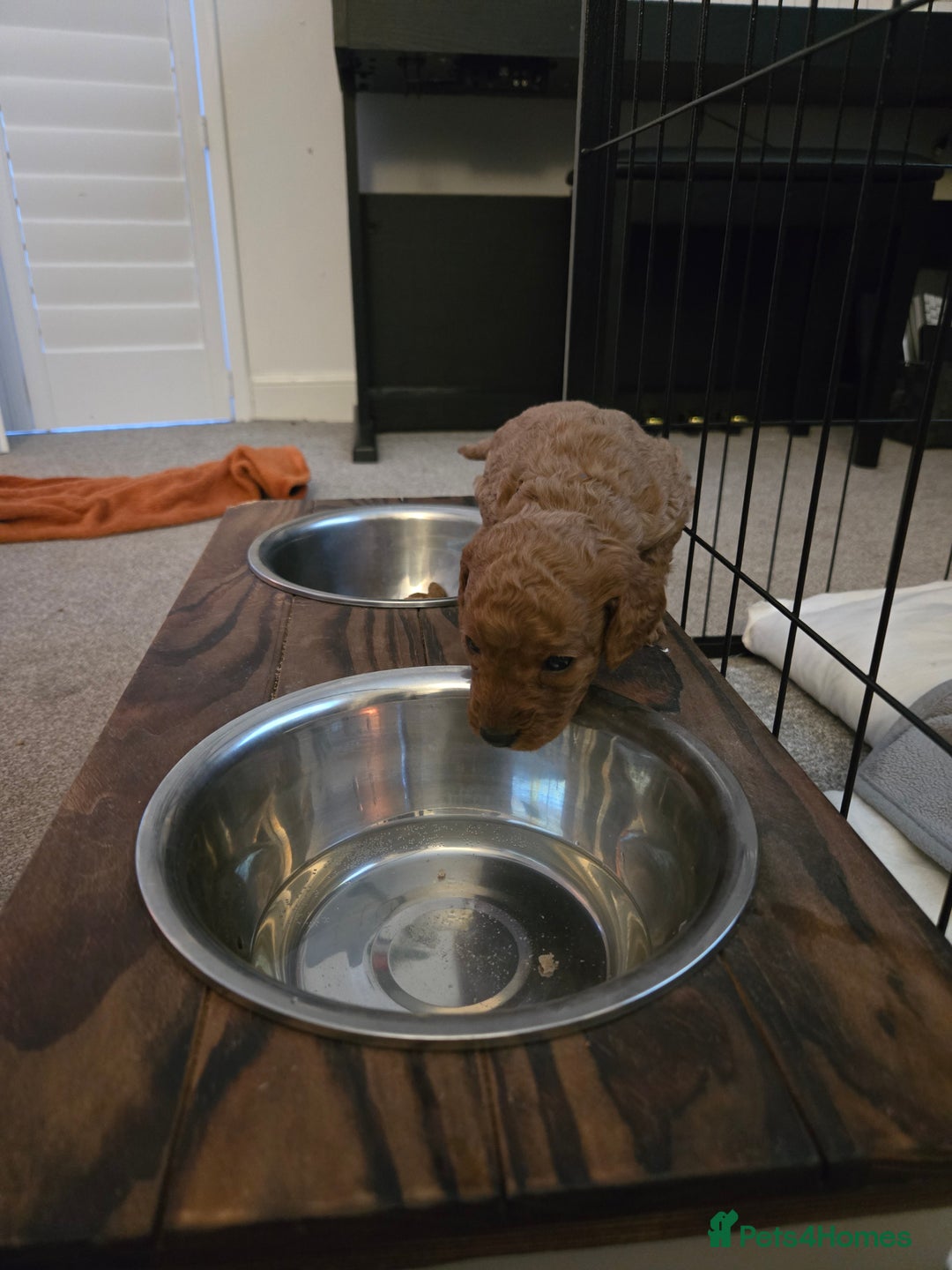 Cockapoo dogs for sale: 6 male Cockapoo puppies. Ready 13th Jan.  - Advert 18