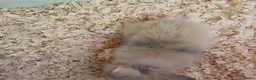 Lionhead rabbits for sale: Baby double main lionhead bunnies for sale  - Advert 5