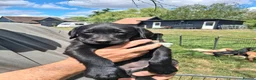 Labrador Retriever dogs for sale: Beautiful litter of puppies for sale - Advert 11