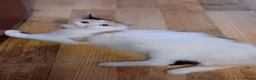 Mixed Breed cats for sale: Female feline calico cat in Ruislip - Advert 1