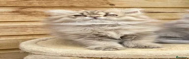 Persian 1