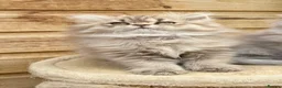Persian cats for sale: BEAUTIFUL DOLL FACE FULL PERSIAN LONG HAIR KITTEN - Advert 19