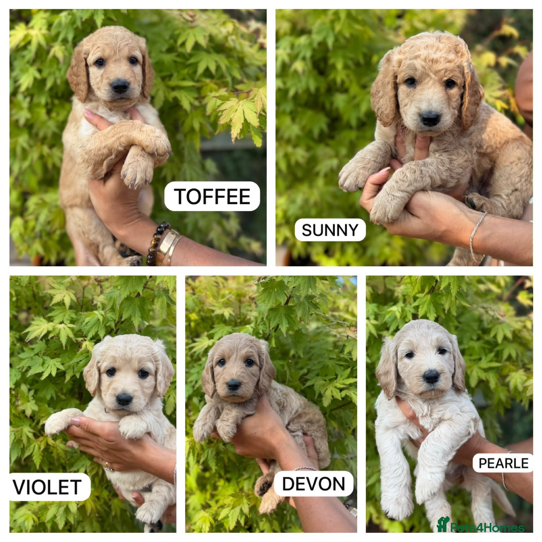 Goldendoodle dogs Beautiful Goldendoodle Puppies Available  - Advert 17