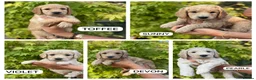 Goldendoodle dogs for sale: Beautiful Goldendoodle Puppies ready next week - Advert 5