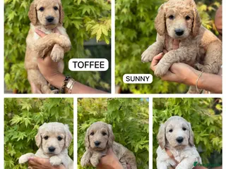 Goldendoodle dogs Beautiful Goldendoodle Puppies Available - Advert 17