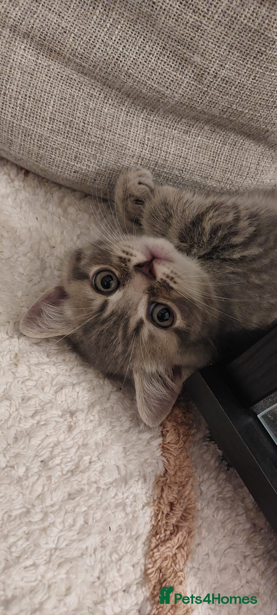 British Shorthair cats Beautiful British shorthair for sale - Advert 9