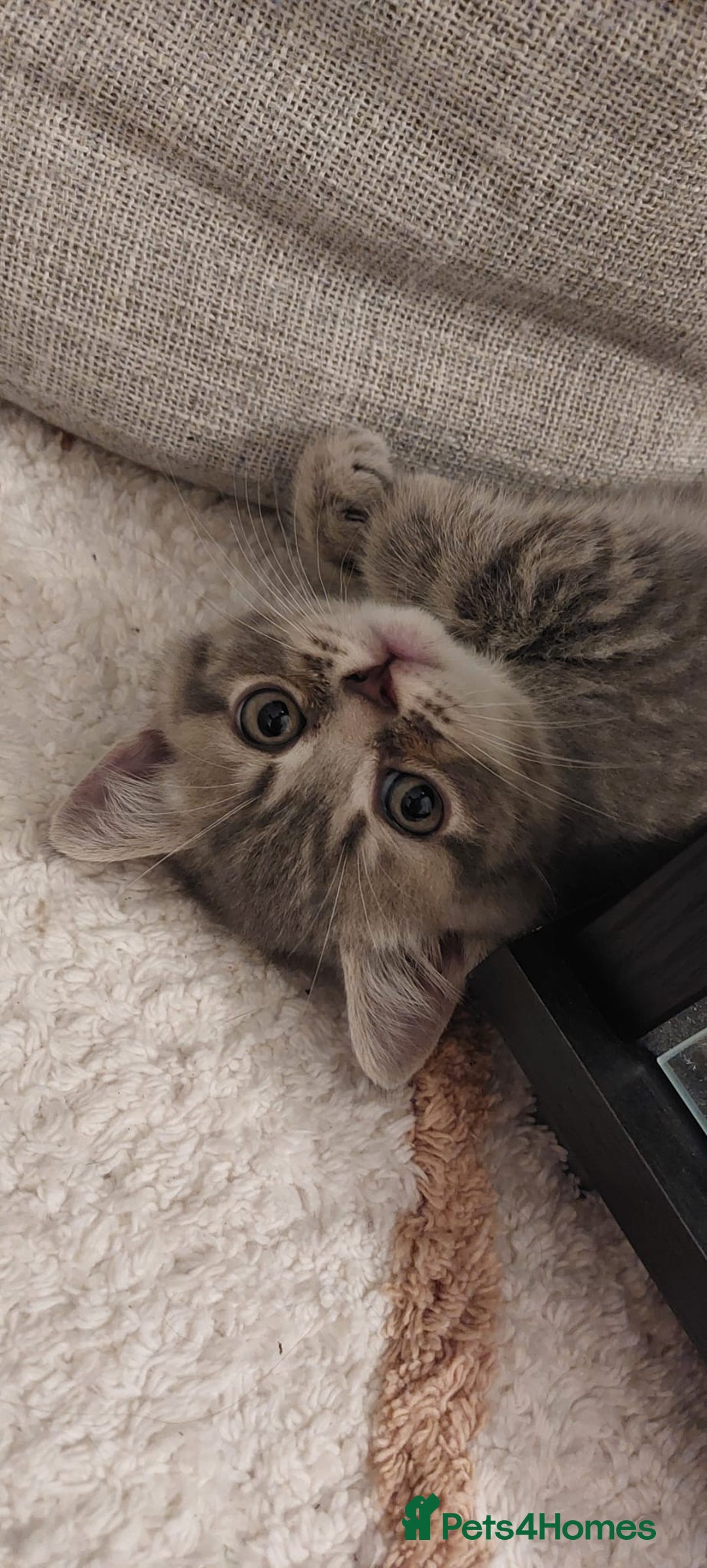 British Shorthair cats for sale: Beautiful British shorthair for sale - Advert 1