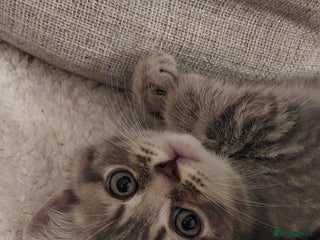 British Shorthair cats Beautiful British shorthair for sale - Advert 9