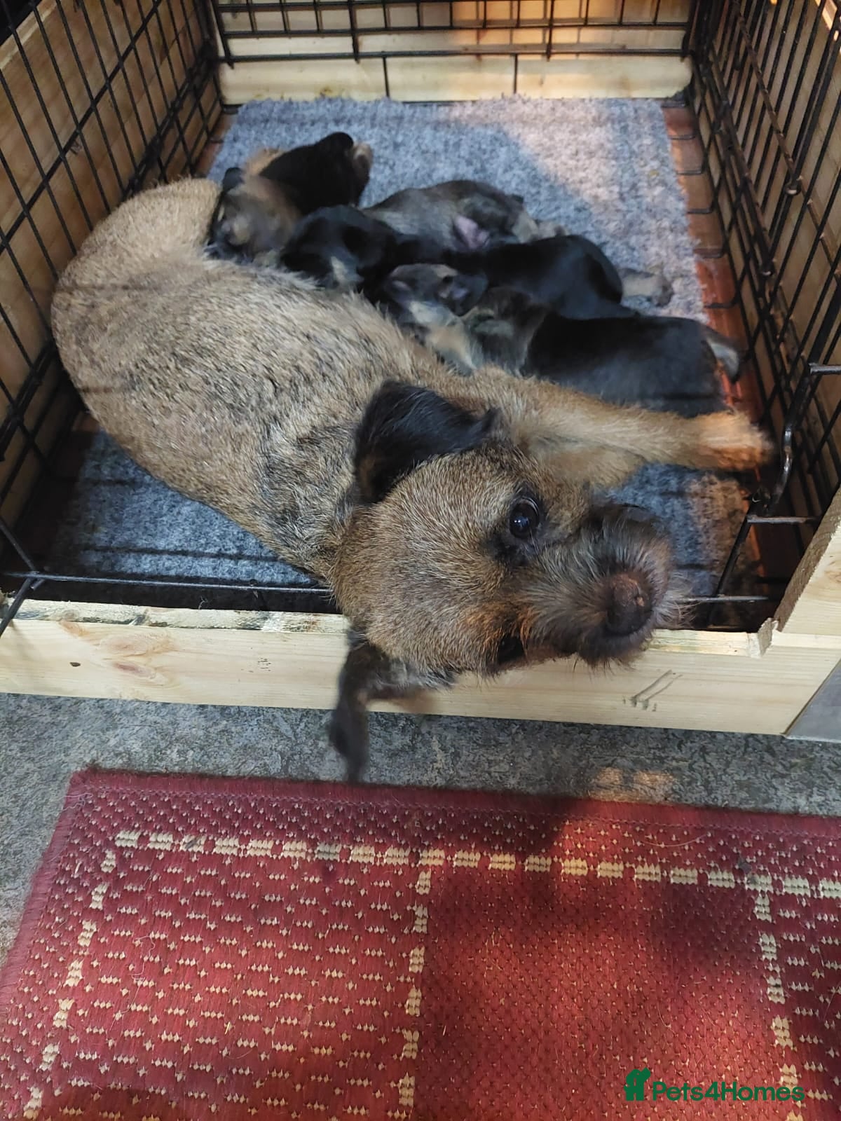 Border Terrier dogs Adorable Border Terrier pups for sale  - Advert 1
