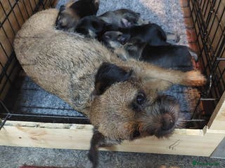 Border Terrier dogs Adorable Border Terrier pups for sale - Advert 6
