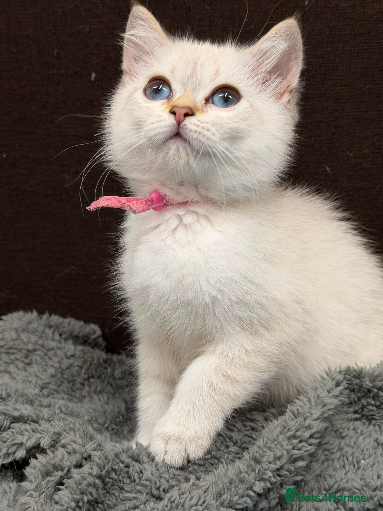 British Shorthair cats 2 BEAUTIFUL BSH TICA GIRLS - Advert 2