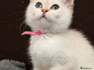 British Shorthair cats 2 BEAUTIFUL BSH TICA GIRLS - Advert 3