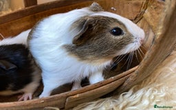 Guinea Pig rodents for sale: Lovely baby boy Guinea pigs - Image 8