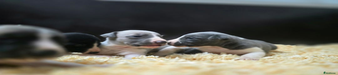 Whippet Puppy 6