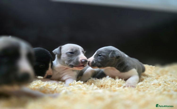 Whippet dogs - Advert 3