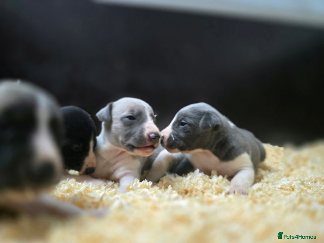 Whippet dogs for sale: Kc reg whippet litter - Image 1