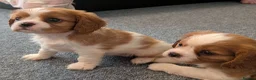 Cavalier King Charles Spaniel dogs for sale: KC Health Tested Cavalier King Charles Spaniel Pup - Advert 1