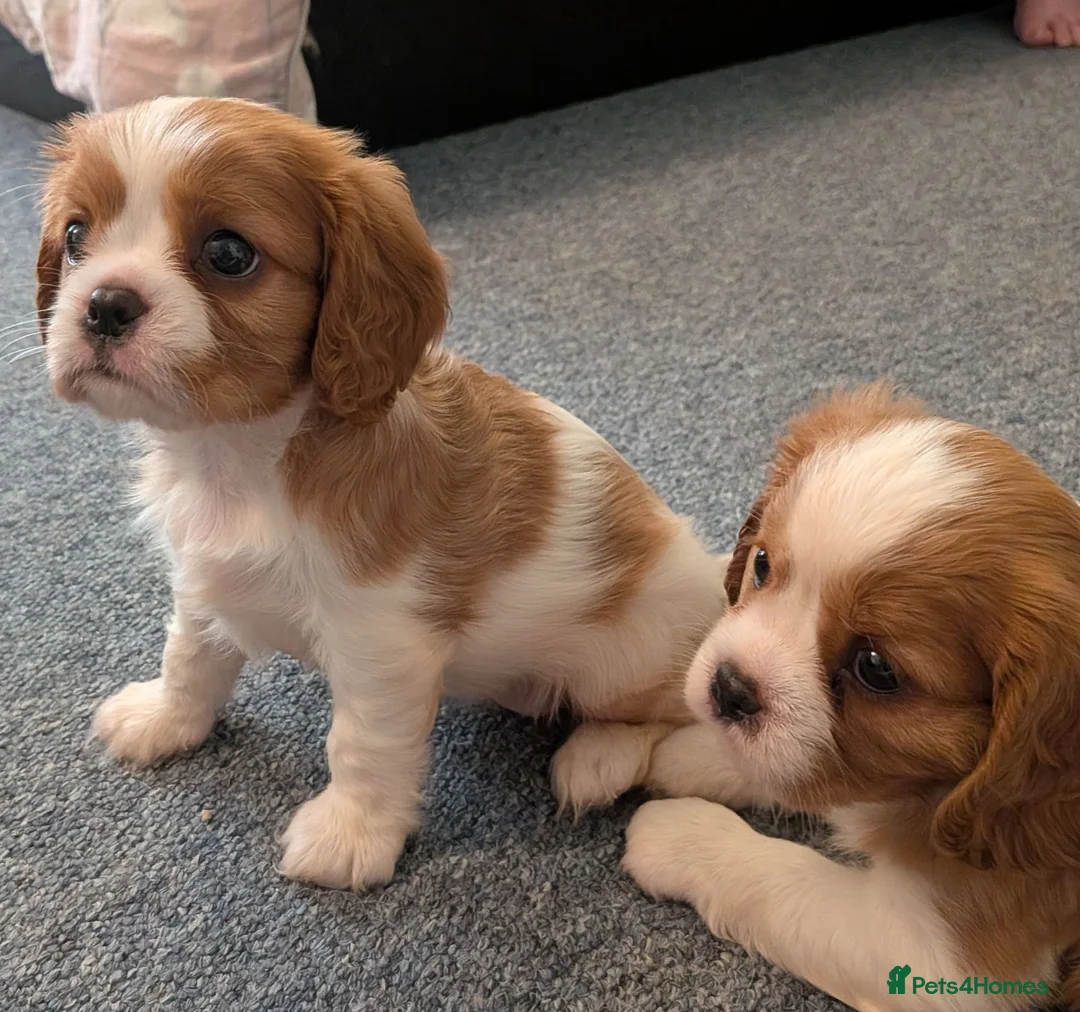 Cavalier King Charles Spaniel dogs for sale: KC Health Tested Cavalier King Charles Spaniel Pup - Advert 1
