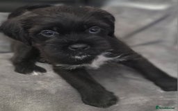 Mixed Breed dogs for sale: Jug puppies - Image 5