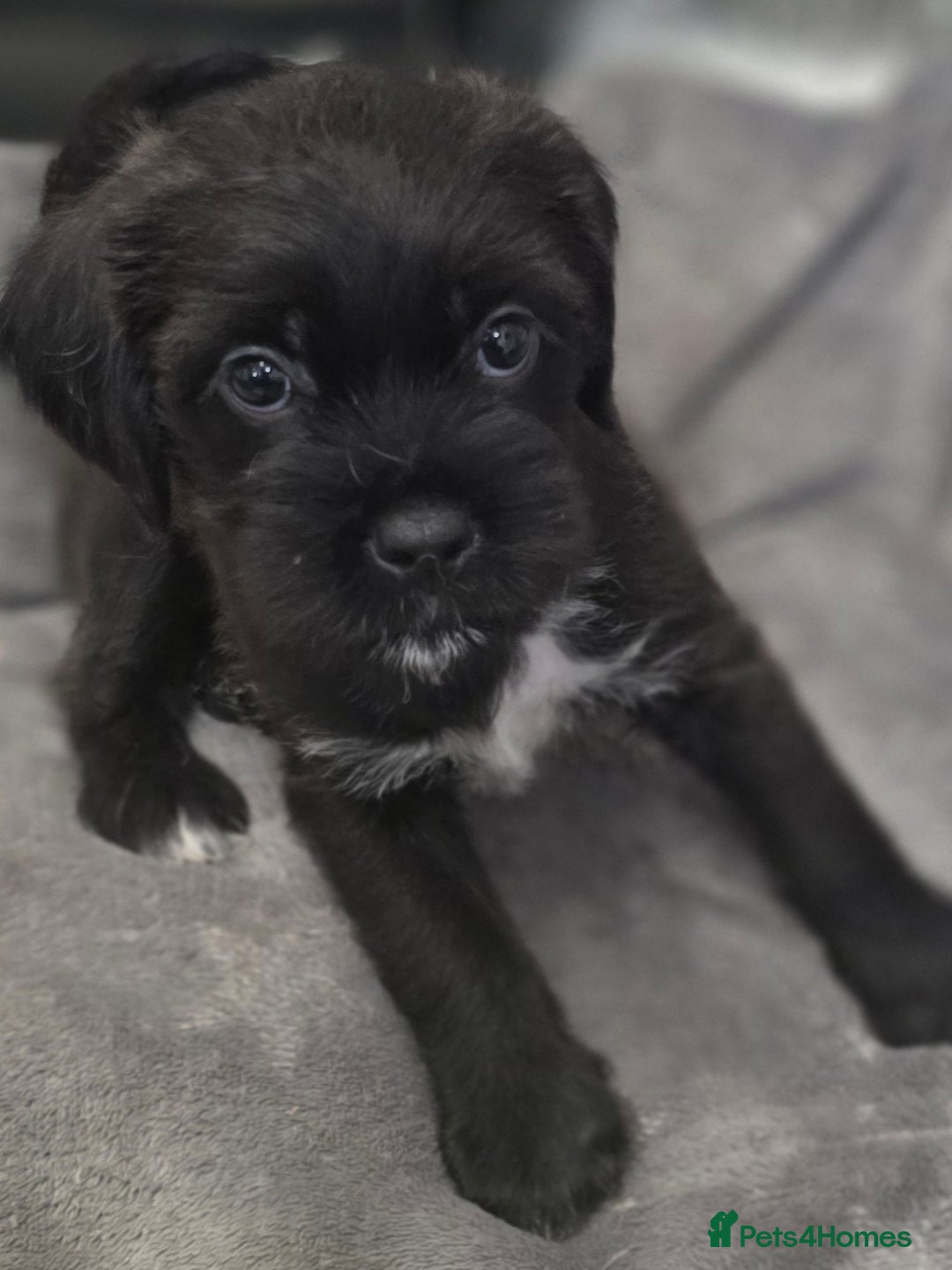 Mixed Breed dogs for sale: Jug puppies - Image 5