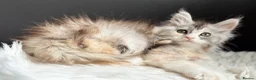 Maine Coon cats for sale: Outstanding Russian line kittens  - Advert 12