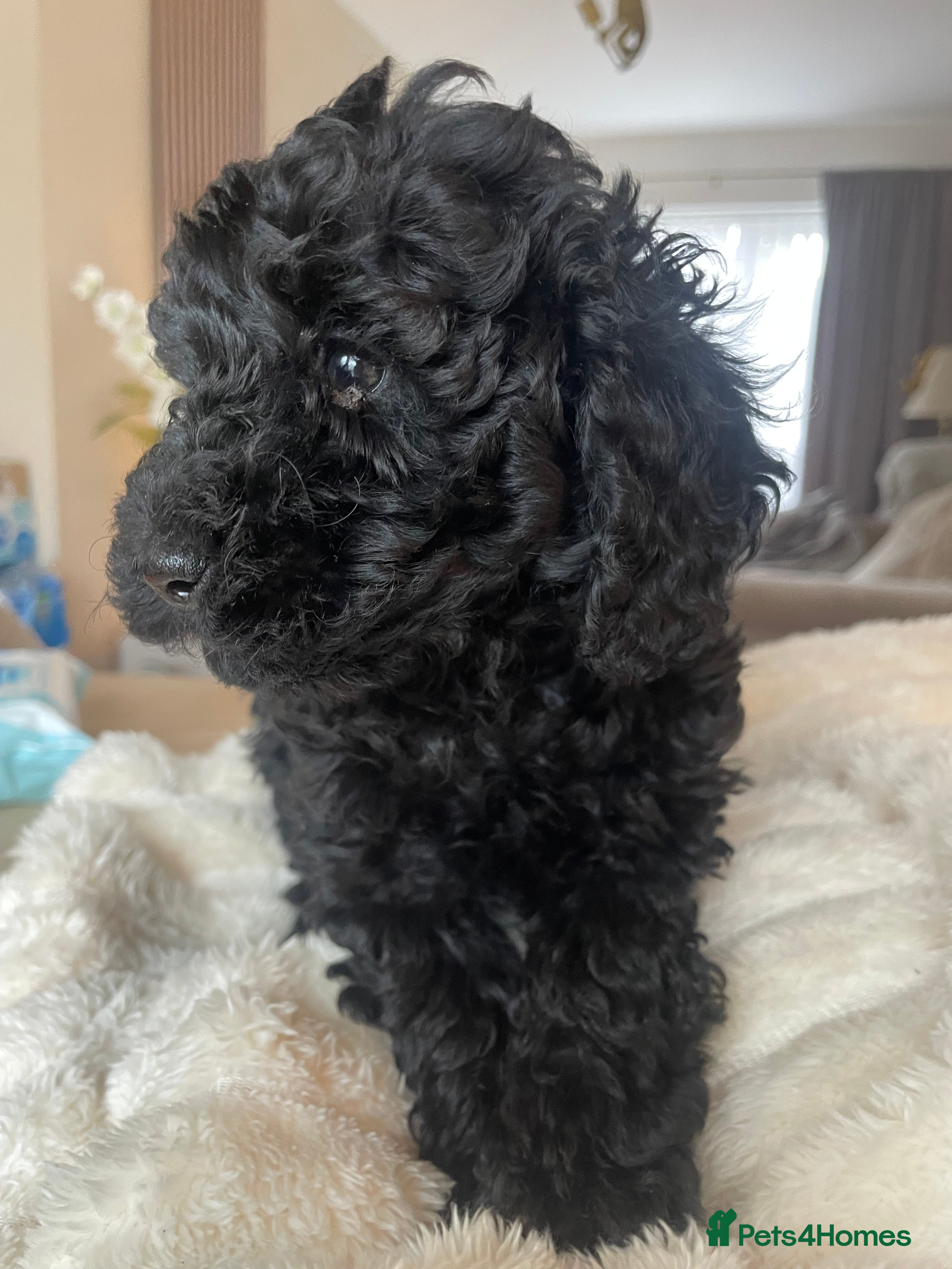 Miniature Poodle dogs Miniature Poodle DNA tested parents  - Advert 17