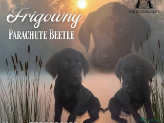 Labrador Retriever dogs Black Labrador Girls Available - Advert 7