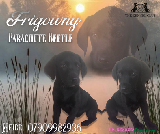 Labrador Retriever dogs - Advert 2