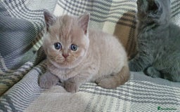 British Shorthair cats for sale: Boy and girl available  - Image 4