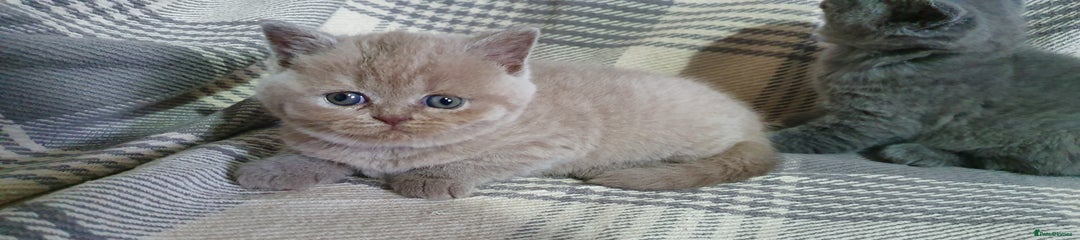 British Shorthair Kitten 2