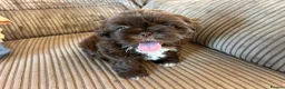 Shih Tzu dogs for sale: Beautiful Friendly imperial shih tzu boy - Advert 6