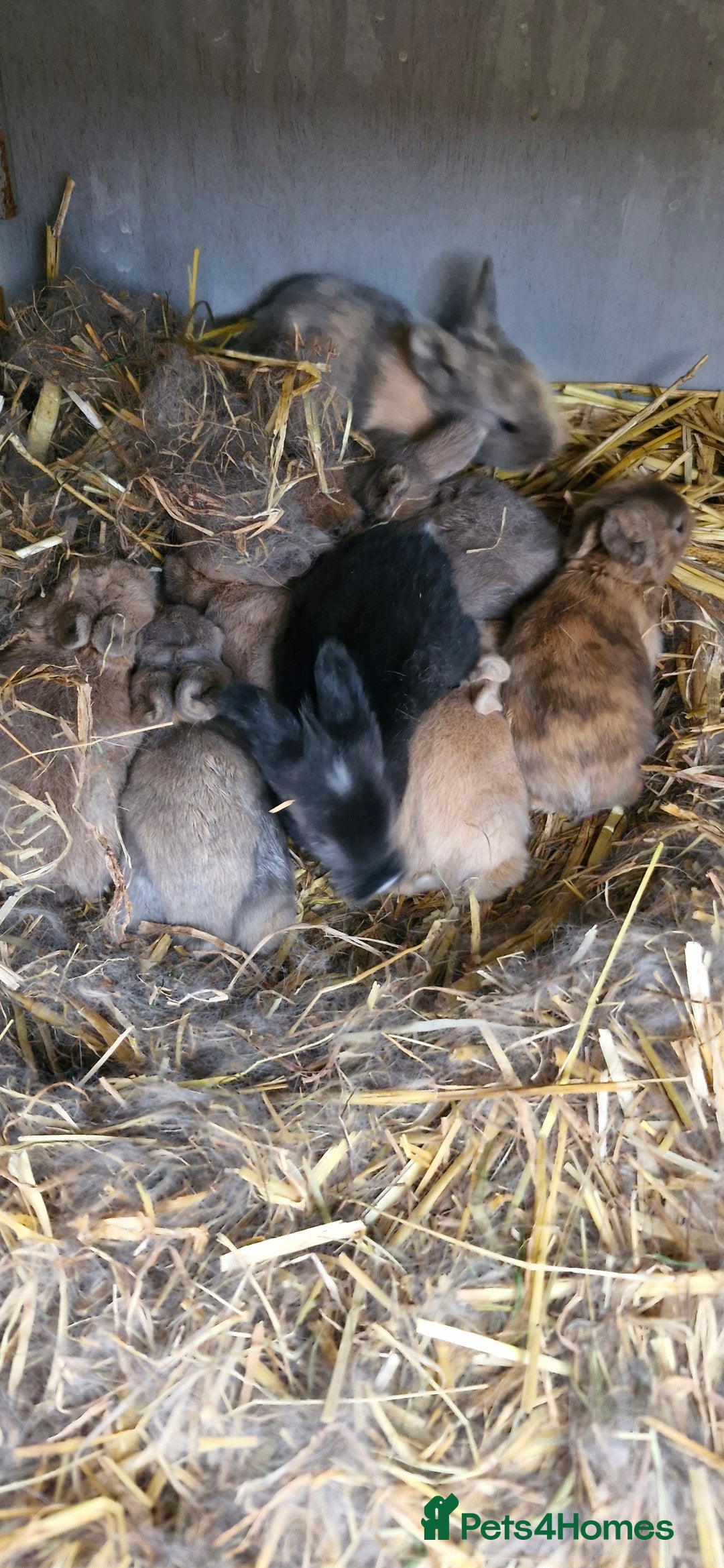 Mixed Breed rabbits for sale: Baby rabbits - Advert 2