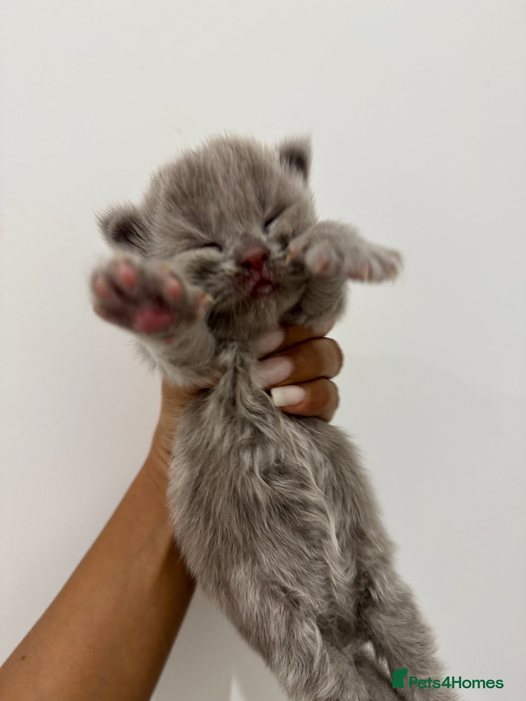 Munchkin cats for sale: beautiful short legged munchkins - Advert 8