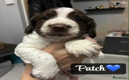 Sprocker dogs for sale: Stunning Sprocker puppies available  - Image 3