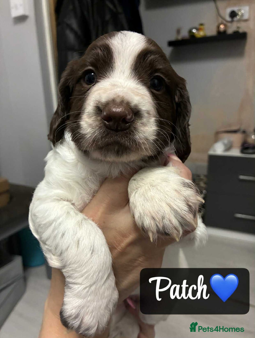 Sprocker dogs for sale: Stunning Sprocker puppies available  - Image 3