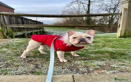 French Bulldog dogs for stud: 🌟🔥LILAC PLATINUM KC REG FRENCH BULLDOG STUD🔥🌟 in Uxbridge - Image 13