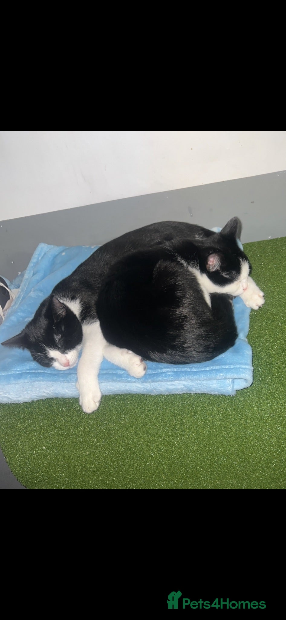 Domestic Shorthair cats 2 8 month old unneutered male cats  - Advert 2