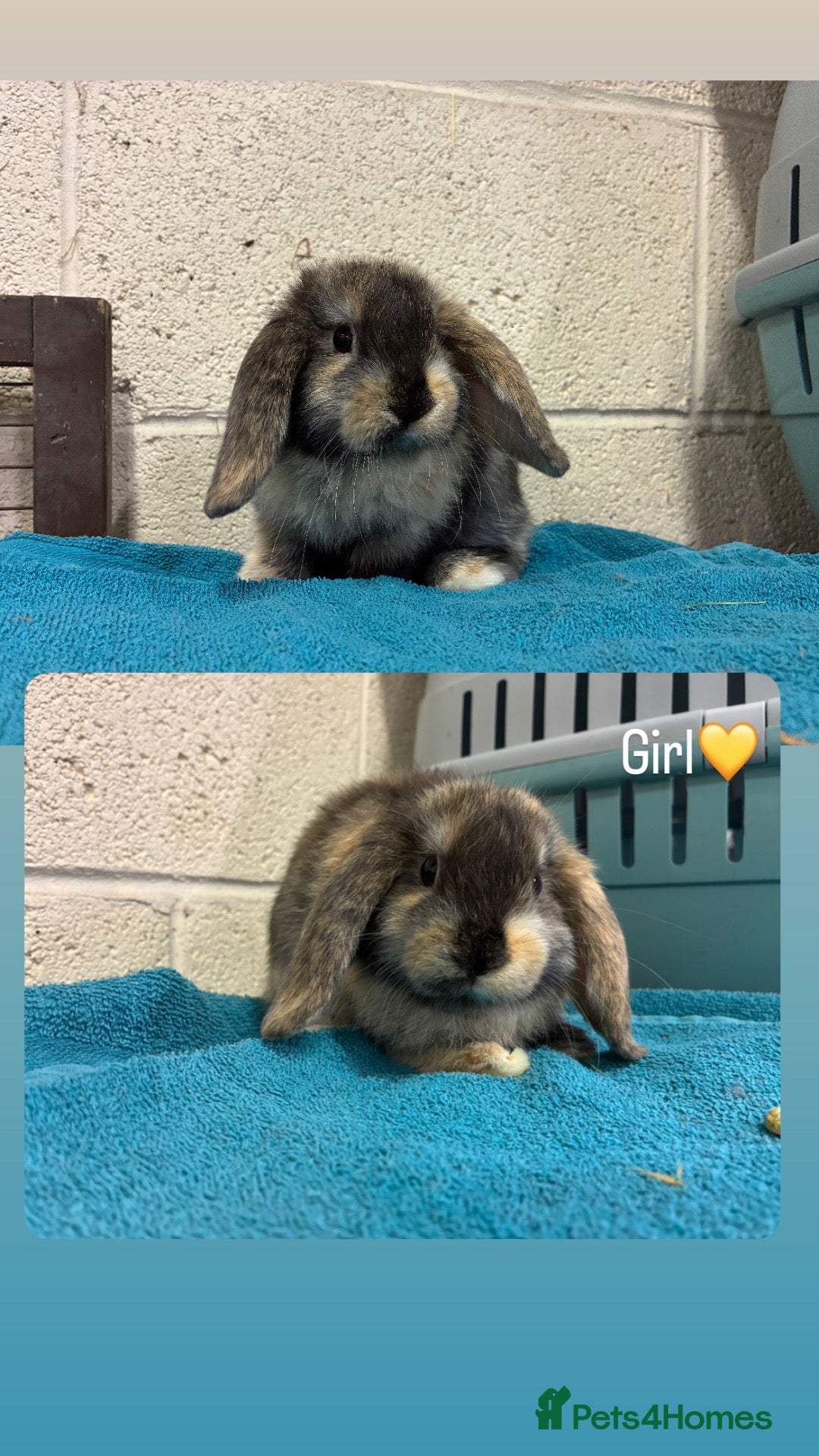 Mini Lop rabbits Mini Lop Bunnies Ready Now - Advert 1