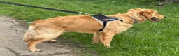 Golden Retriever dogs for sale: KC Golden Retriever Male Puppy Health Tested  - Advert 3