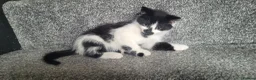 Mixed Breed cats for sale: cute kittens are looking for their new home in Gateshead - Advert 8