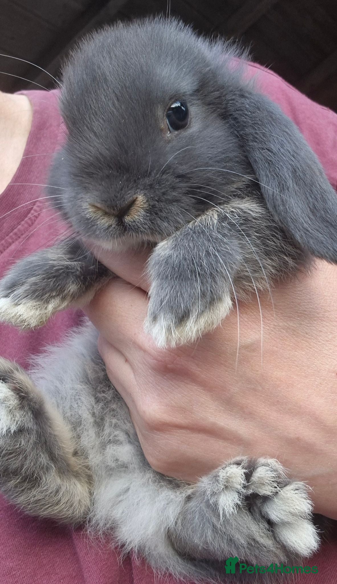 Mini Lop rabbits Mini lops ready now  - Advert 4