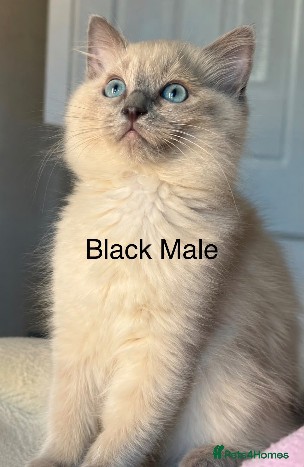 Ragdoll cats Pure Ragdoll Kittens Ready to leave  - Advert 2