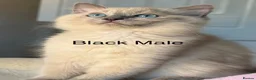 Ragdoll cats for sale: Pure Ragdoll Kittens Ready to leave  - Advert 9