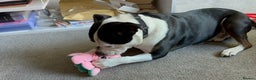 Staffordshire Bull Terrier dogs for sale: Gorgeous Soppy Staffy Looking For His Next Home - Advert 2