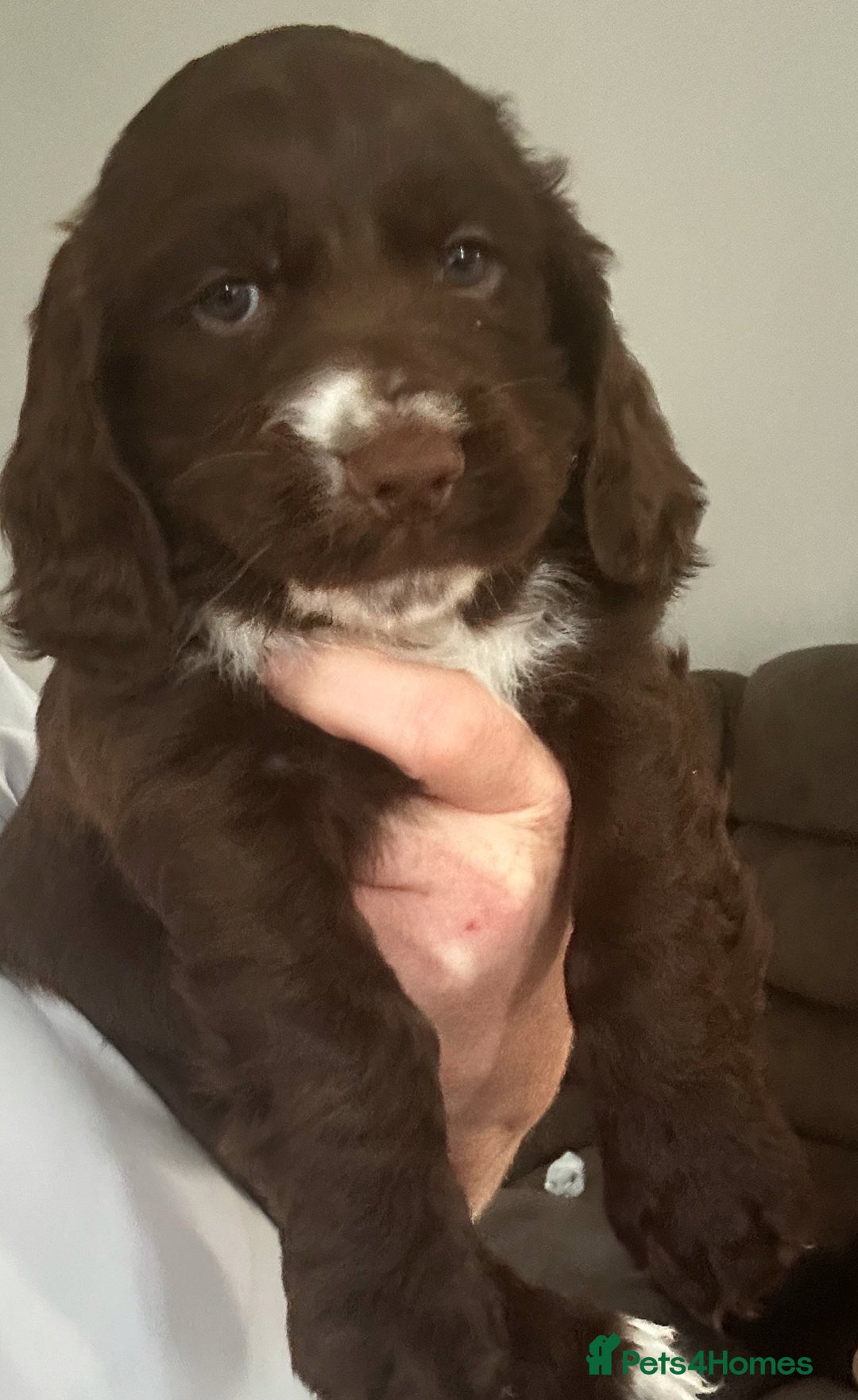 Cocker Spaniel dogs for sale: Cocker spaniel puppies 💙💙🩷🩷🩷 - Image 7