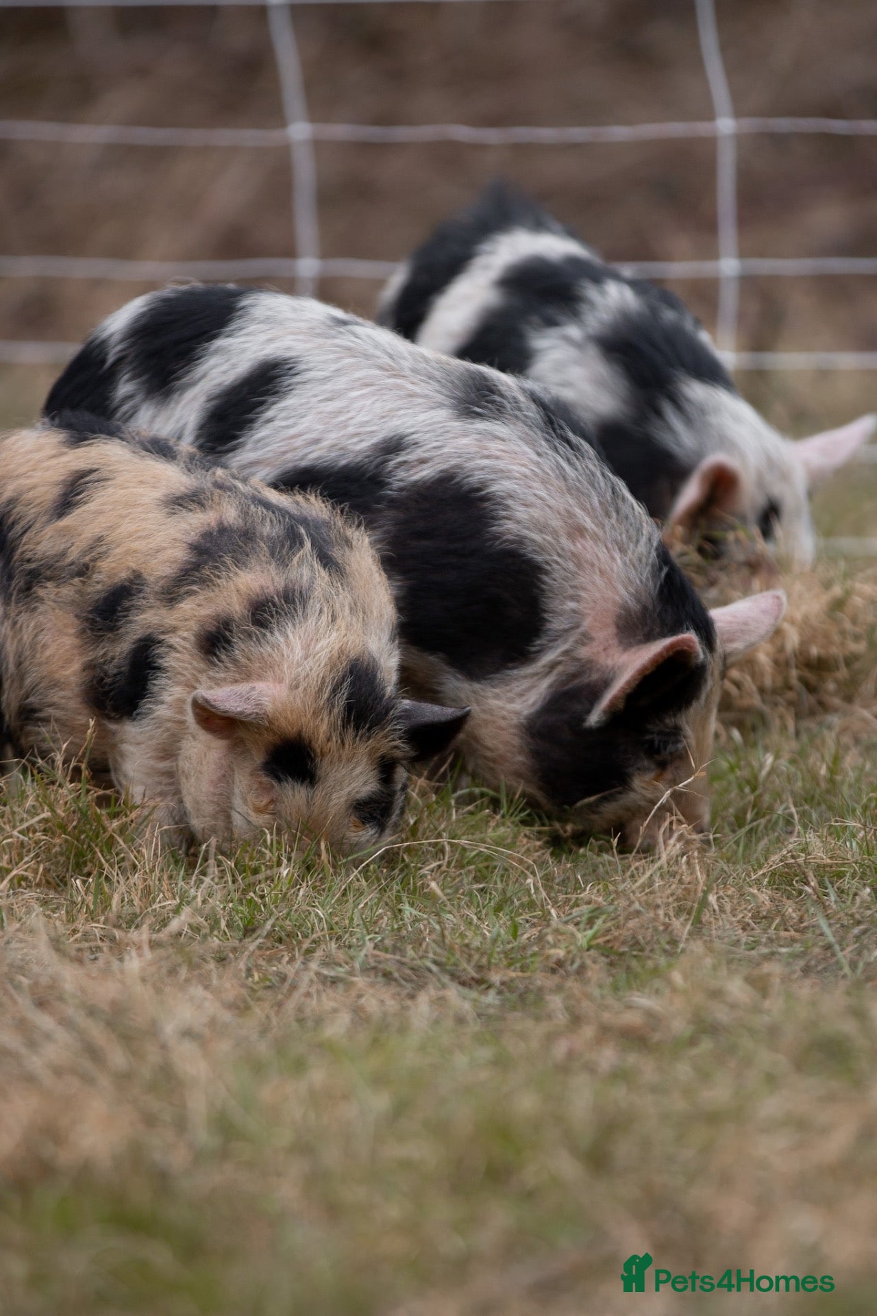 Pig livestock 3 - Kune Kune Pigs  - Advert 2