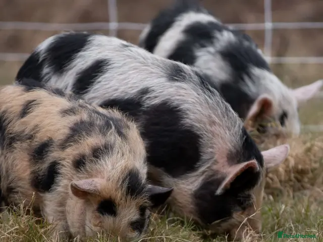 Pig livestock for sale: 3 - Kune Kune Pigs - Advert 2