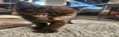 British Shorthair Kitten 4