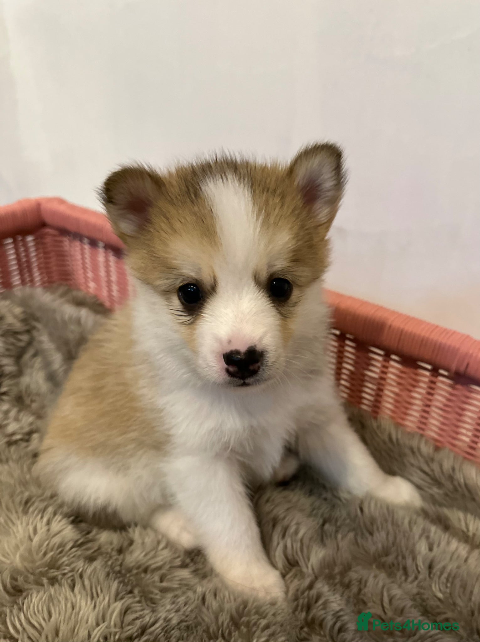 Pomsky dogs Gorgeous F3 Pomsky pups / perfect Husky markings - Advert 1